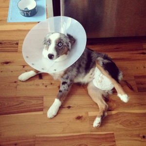 Our little weirdo after he got neutered